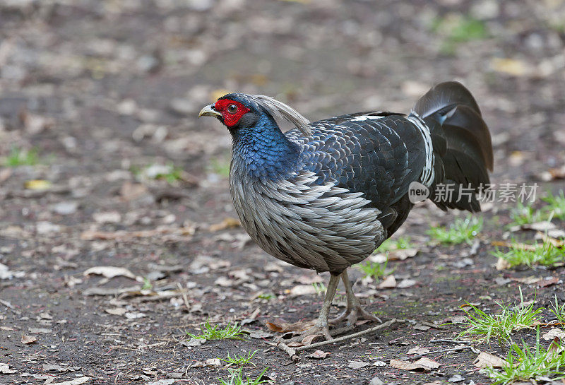 日本白眼(Zosterops japonicus)已经成为夏威夷的一种入侵物种。它的原产地包括东亚的大部分地区，包括日本和中国。夏威夷火山国家公园。